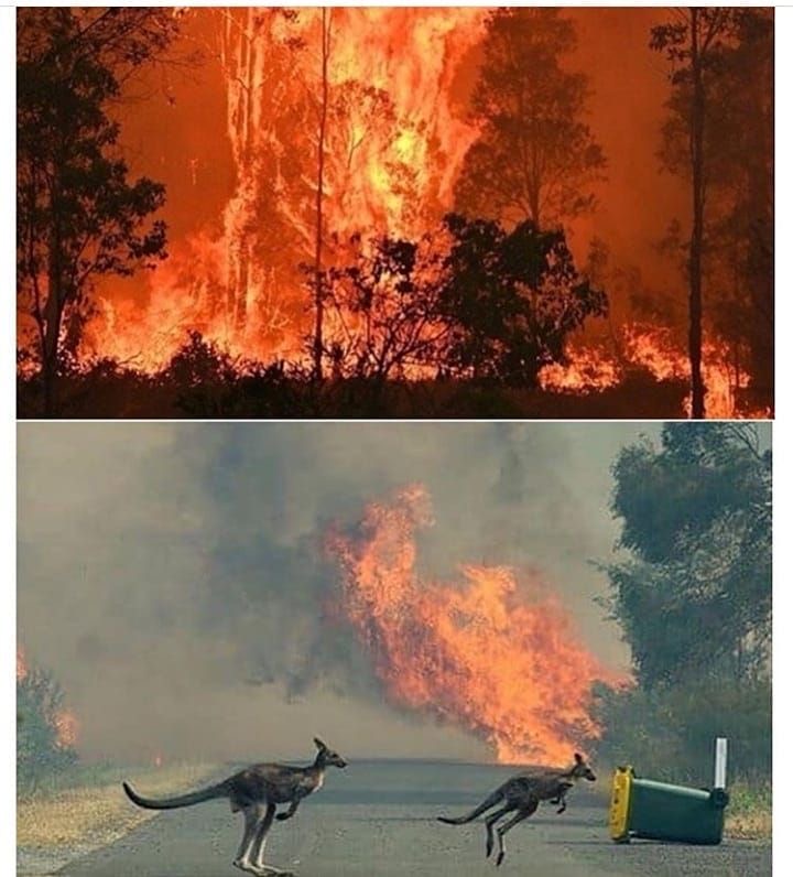 Australia ~ Bush Fires Destroyed Koalas in the Thousands. 😭