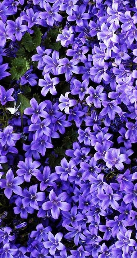 Violets ~