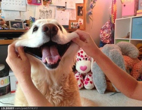 Animal Rights ⚜️⚜️⚜️