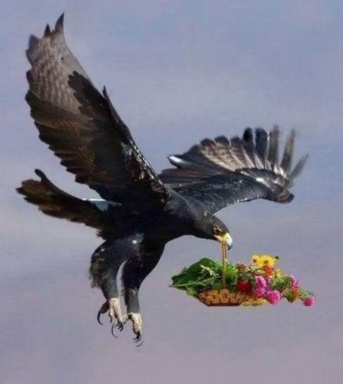 Pelagic ~🕯🌙🕯