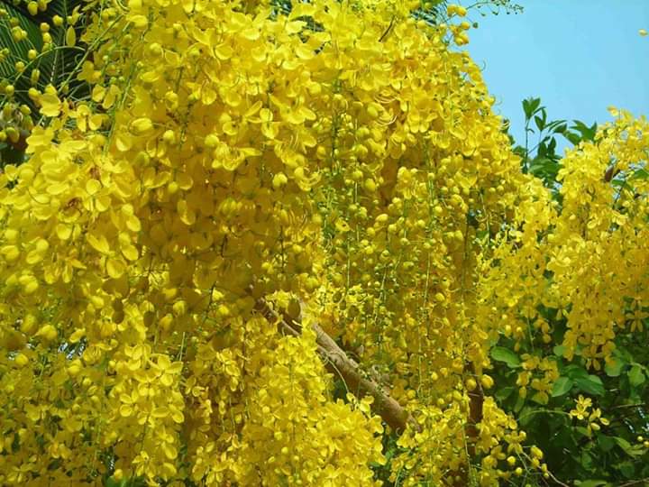 The Golden Rain Tree 🍃