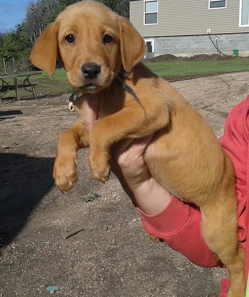 A Little Puppy ⚜️⚜️⚜️