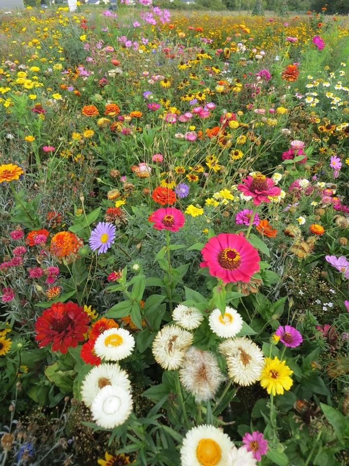Anzac Day: Indigenous soldiers thought ‘when we got back we’d be treated differently’