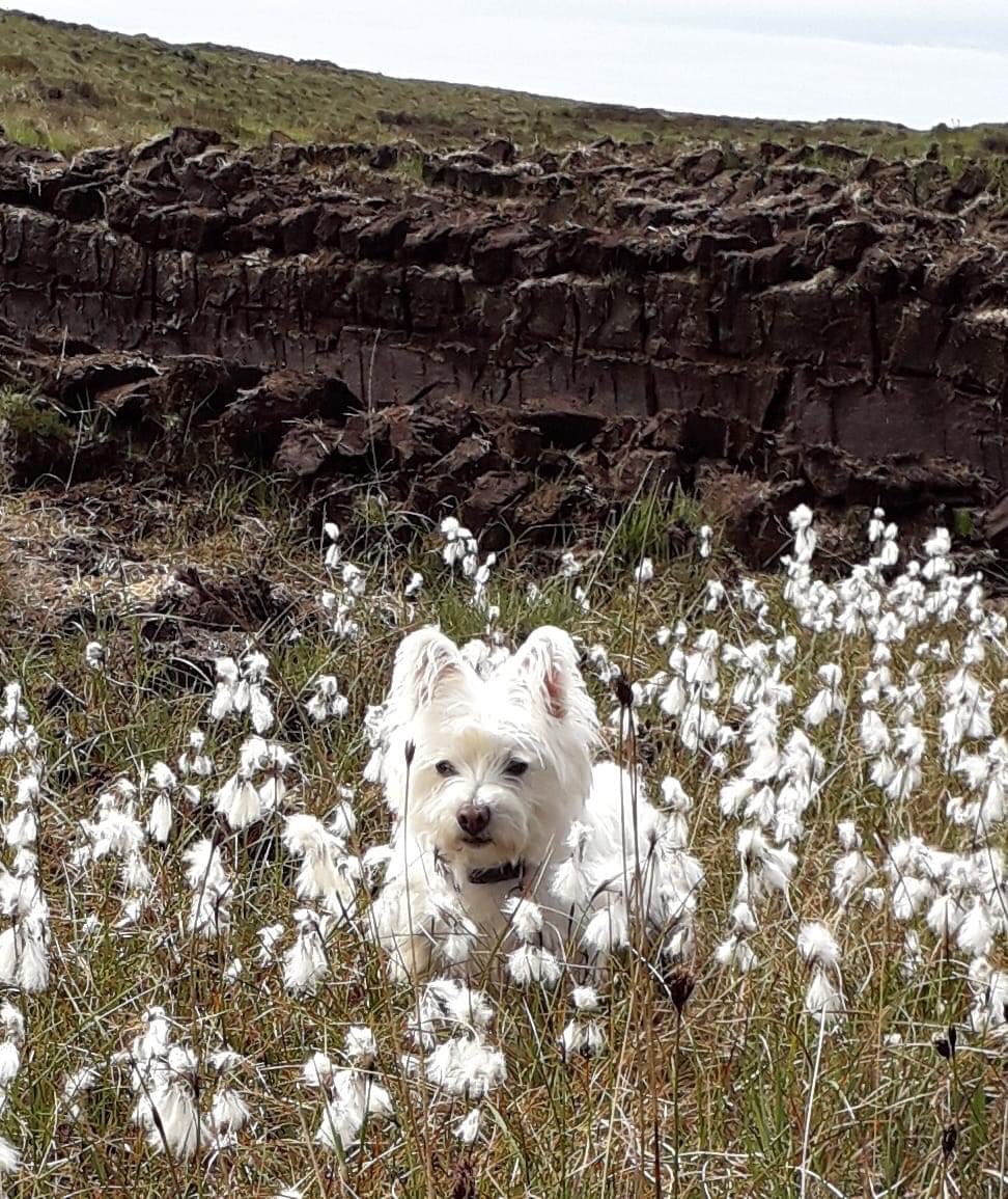 Clinically diagnosed Anxiety ⚜️⚜️