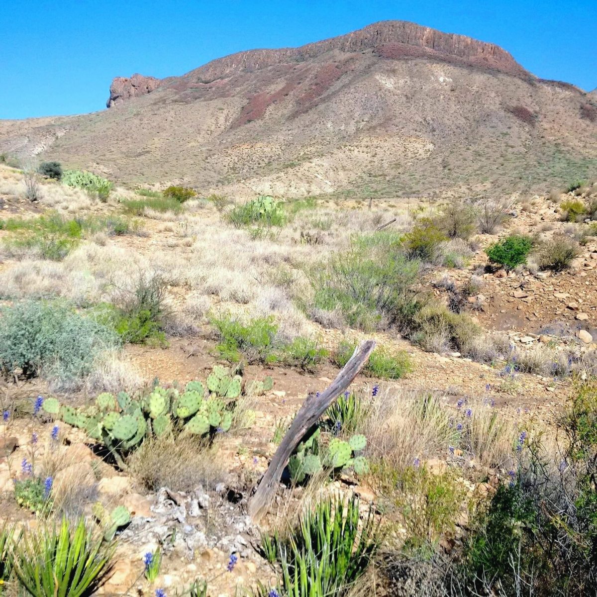 BEN H ENGLISH⚜️⚜️⚜️⚜️