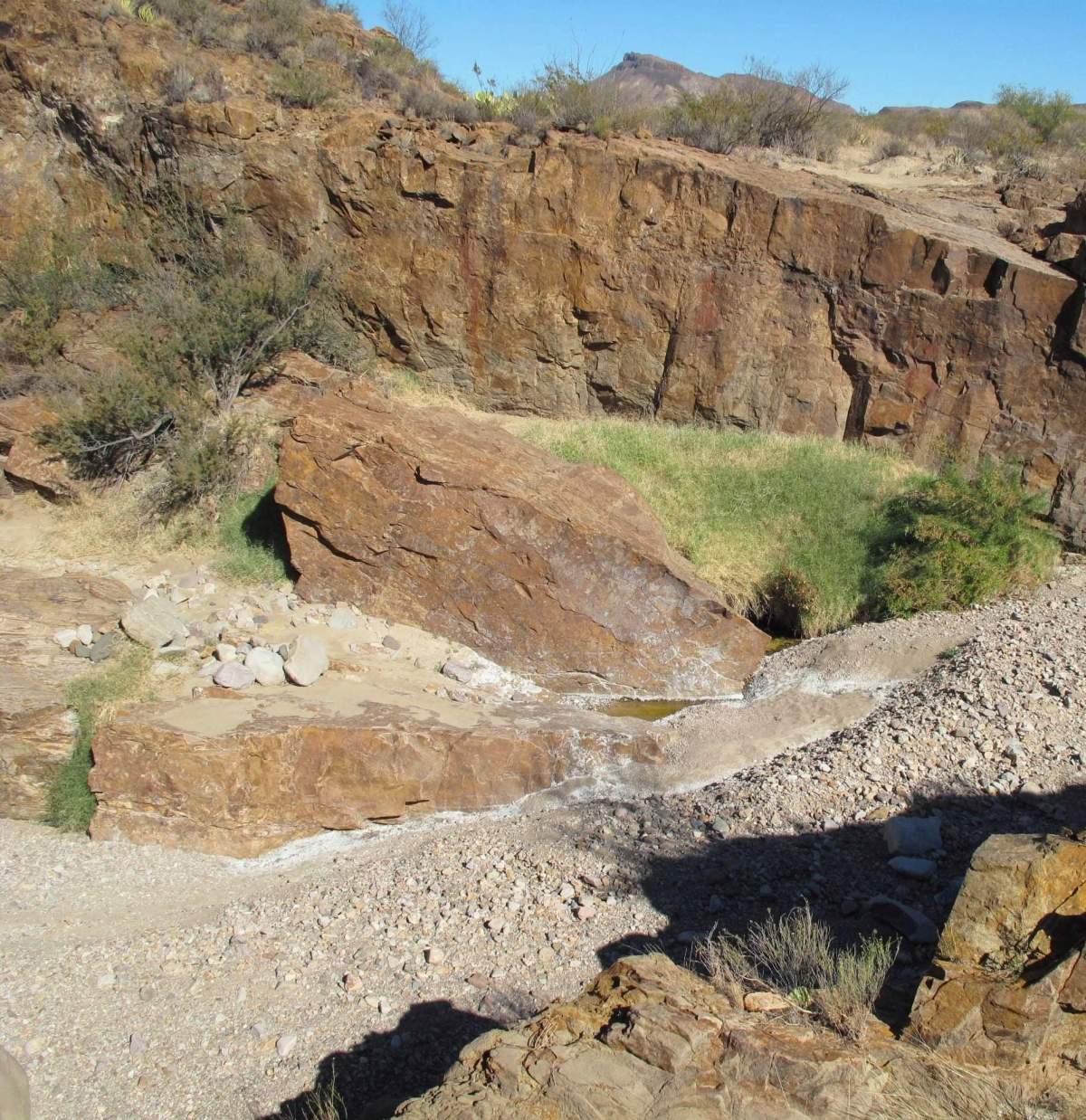 Ben H. English Texas Alpine π€