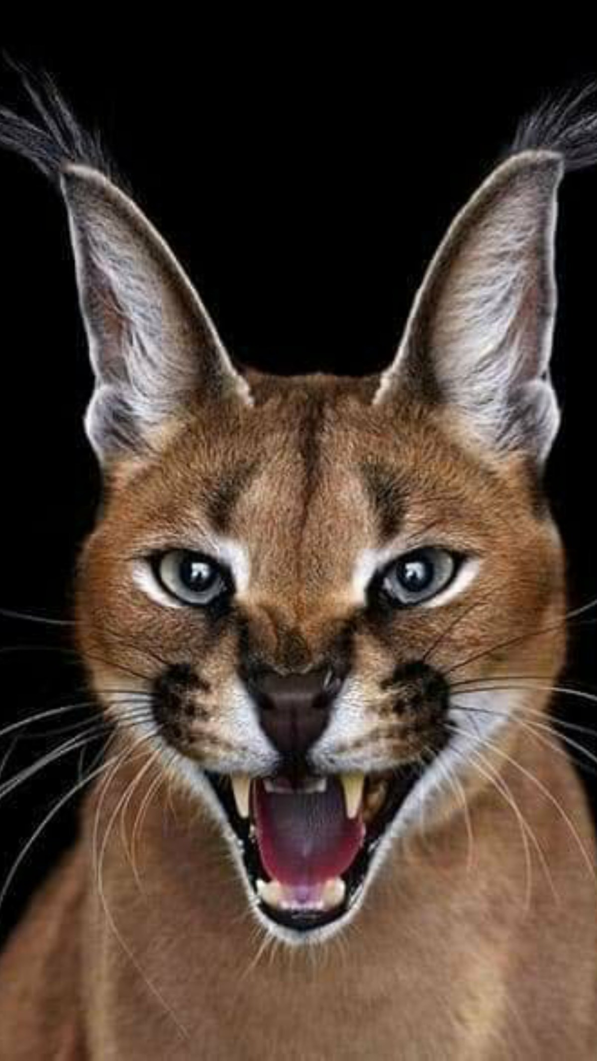 ‘Ace News Room With Kindness & Wisdom’