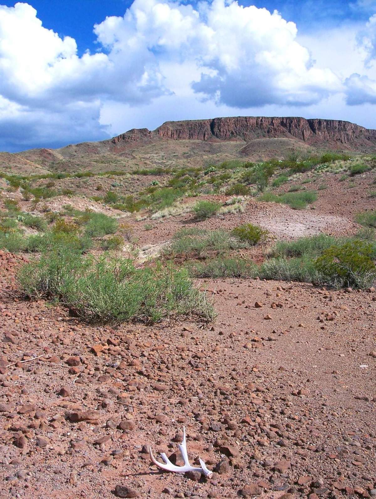 Ben H. English ~ Alpine ~ Texas
