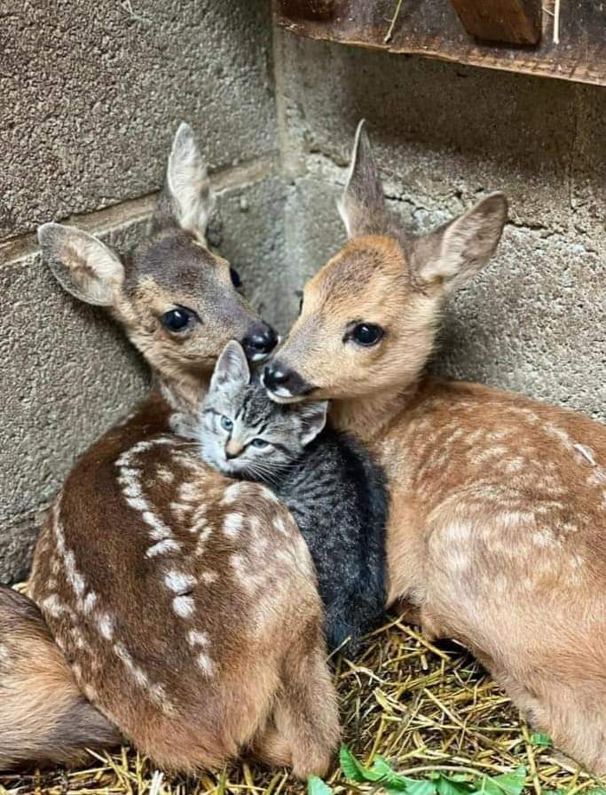 ‘Ace News Room With Kindness & Wisdom’