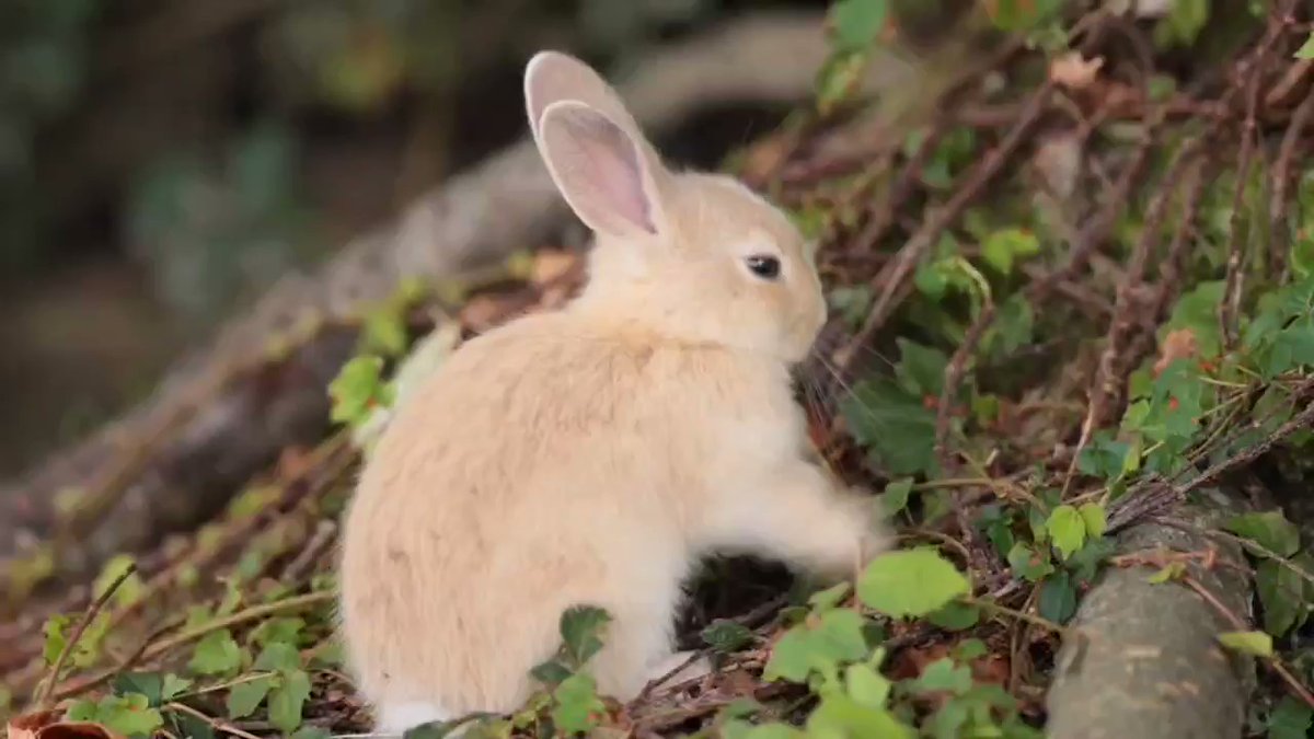 ‘Ace News Room U.K. Daily News Desk’