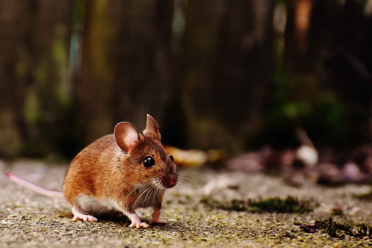 (AUSTRALIA) Mice Plague Report: There’s a debate about how to deal with a huge plague of mice across the east of the country. Poison? Regulator says no. Snakes? That could create another problem. So what then? #AceNewsDesk report