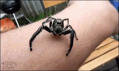 (AUSTRALIA) Giant Funnel Web Spider Report: The Zoo Is Milking Them To Make A Lifesaving Antivenom #AceNewsDesk report