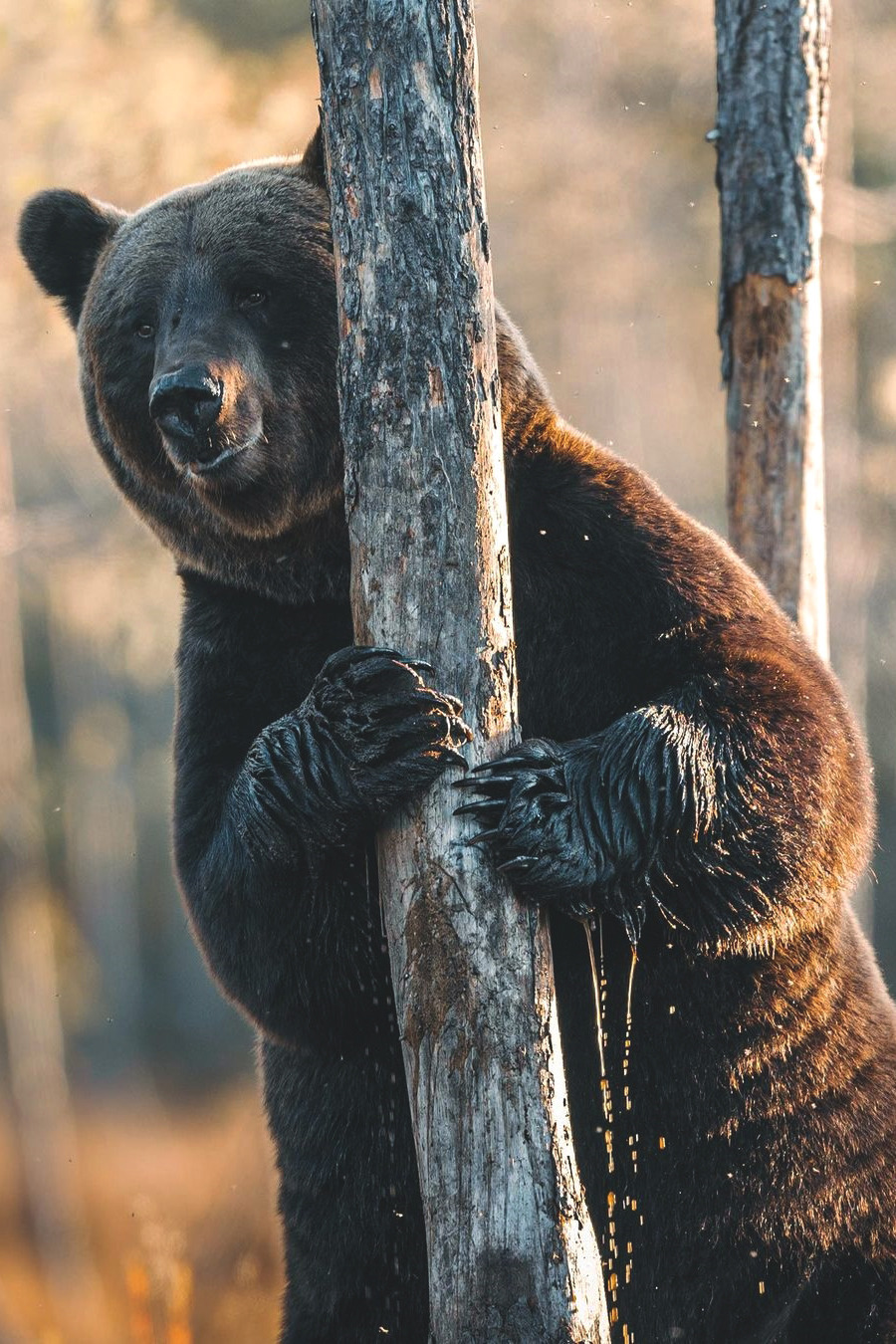 (WORLDWIDE) #ClimateChange Report: The crisis is set to profoundly alter the world around us. Humans will not be the only species to suffer from the calamity. Huge waves of die-offs will be triggered across the animal kingdom as coral reefs turn ghostly white and tropical rainforests collapse #AceNewsDesk report