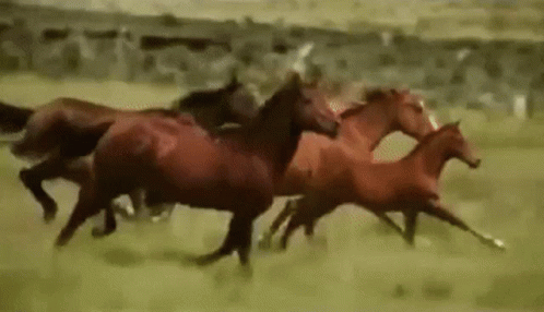 AUSTRALIA: Feral Horses Of The High Country 4 Corners By Adam Harvey
