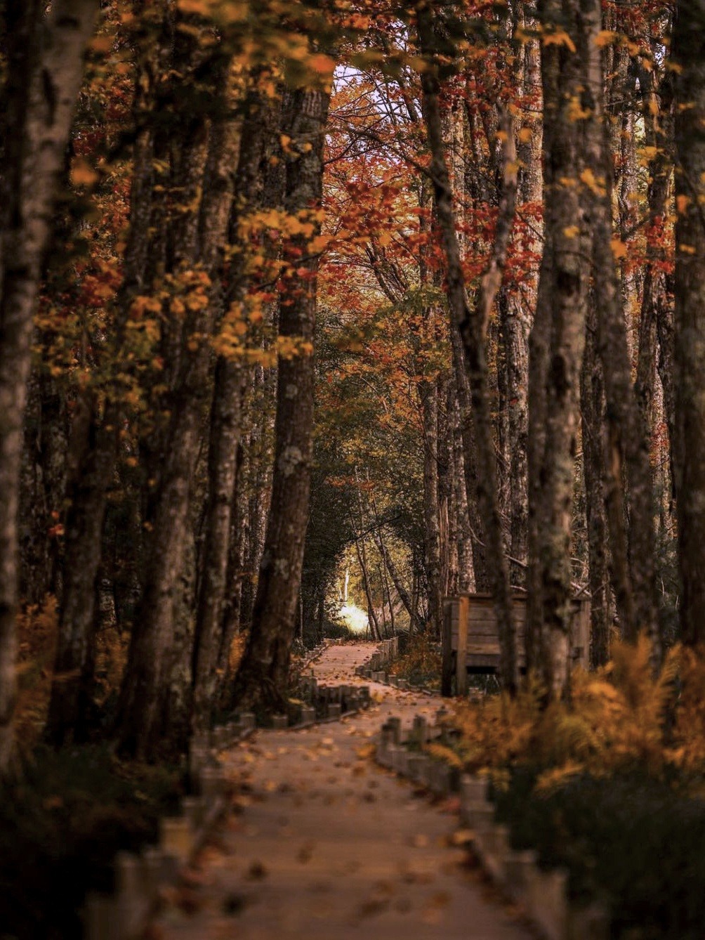 GALLERY AUTUMN ~ ENGLAND 🇬🇧
