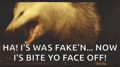 FEATURED AUSTRALIA: Hitchhiking possum embarks on relay from Gold Coast to Sydney thanks to wildlife carers