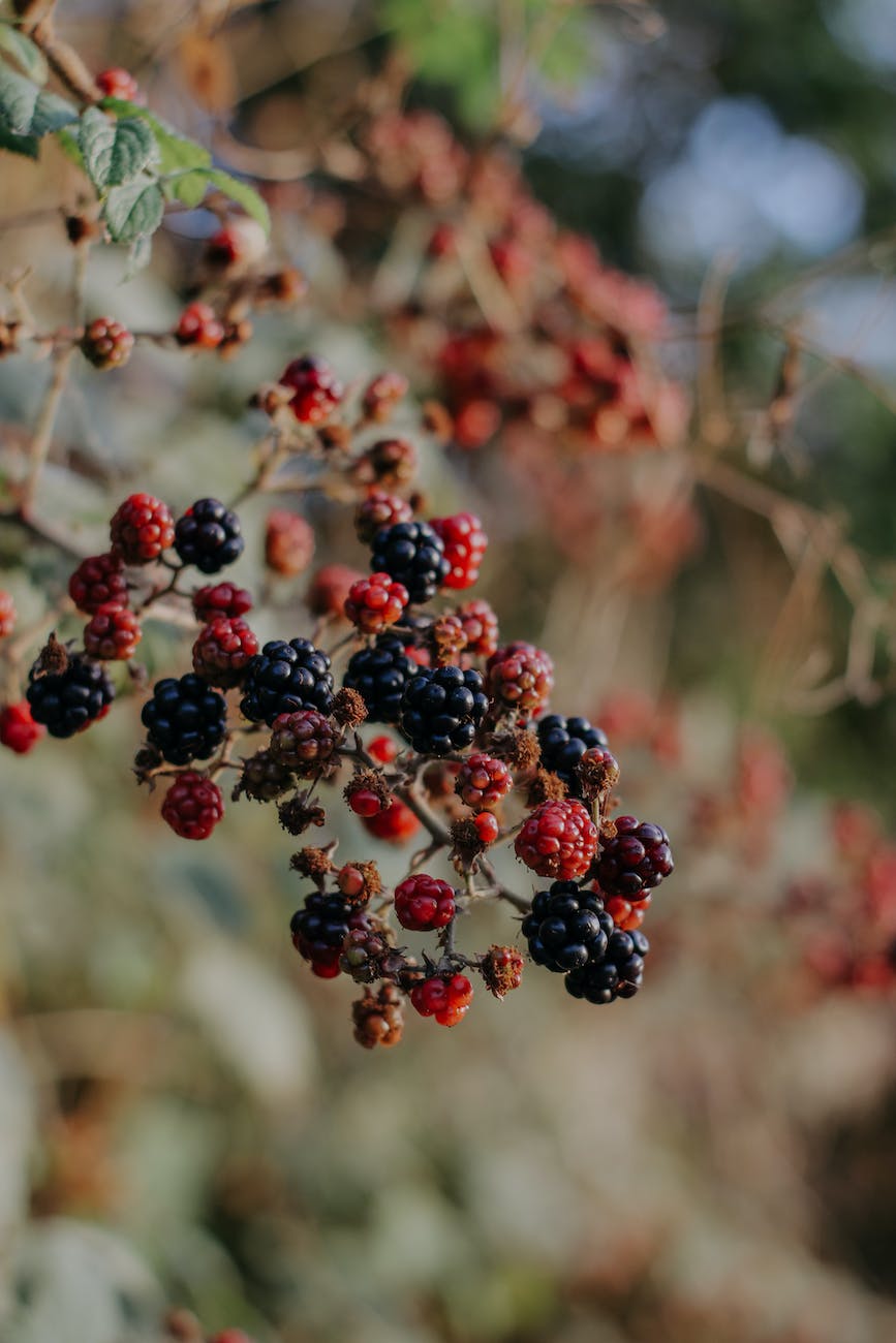 FEATURED NEWS & VIEWS FOOD & HEALTH REPORT: The health benefits of the ‘ Seed Bearing Fruit ‘ the Tomato