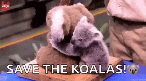 FEATURED AUSTRALIA REPORT: Questions over future of native timber harvesting in NSW, as industry waits for answers on koala park