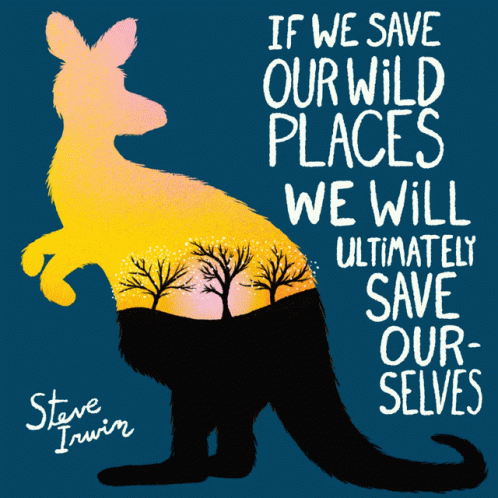 FEATURED AUSTRALIA REPORT: Claude the koala unmasked as prolific plant thief 😊😊