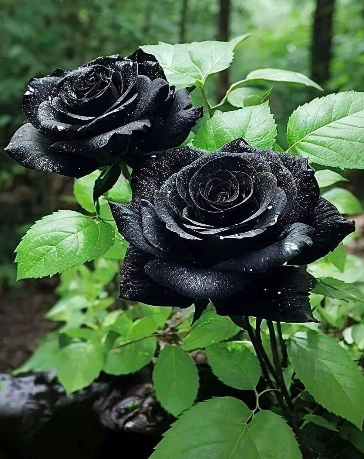 Black Roses