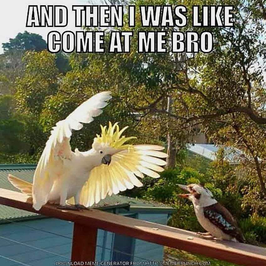 This is Australia’s way of life 😂🦘😁