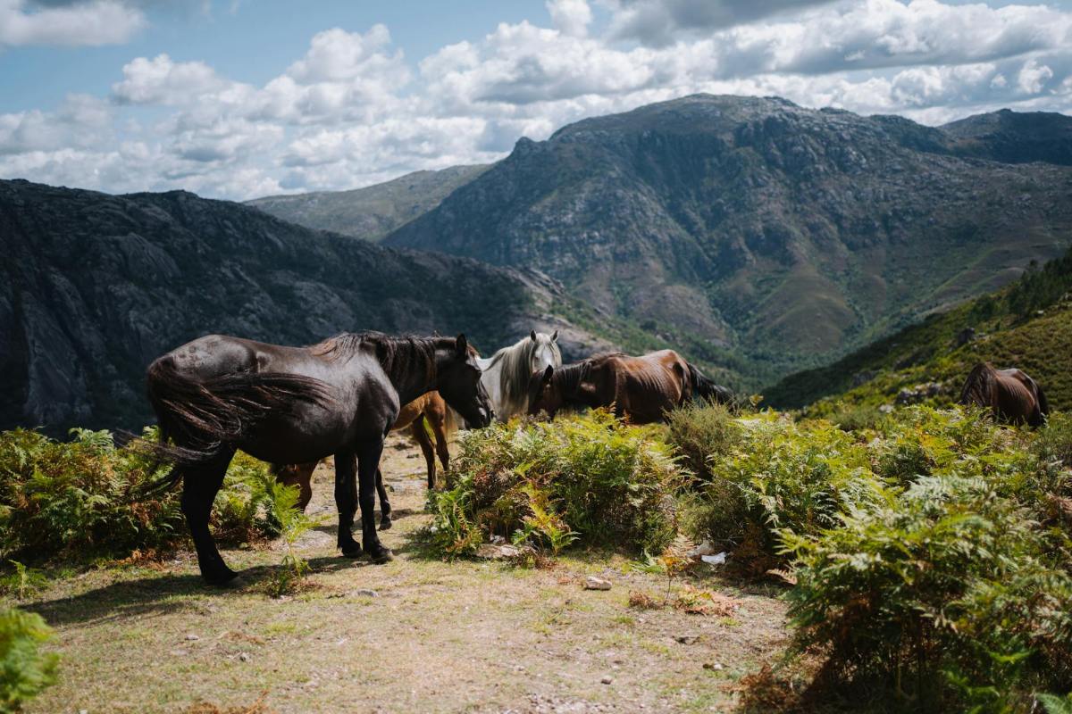 How Australian ingenuity improved Land Rover four-wheel drives for weekend explorers
