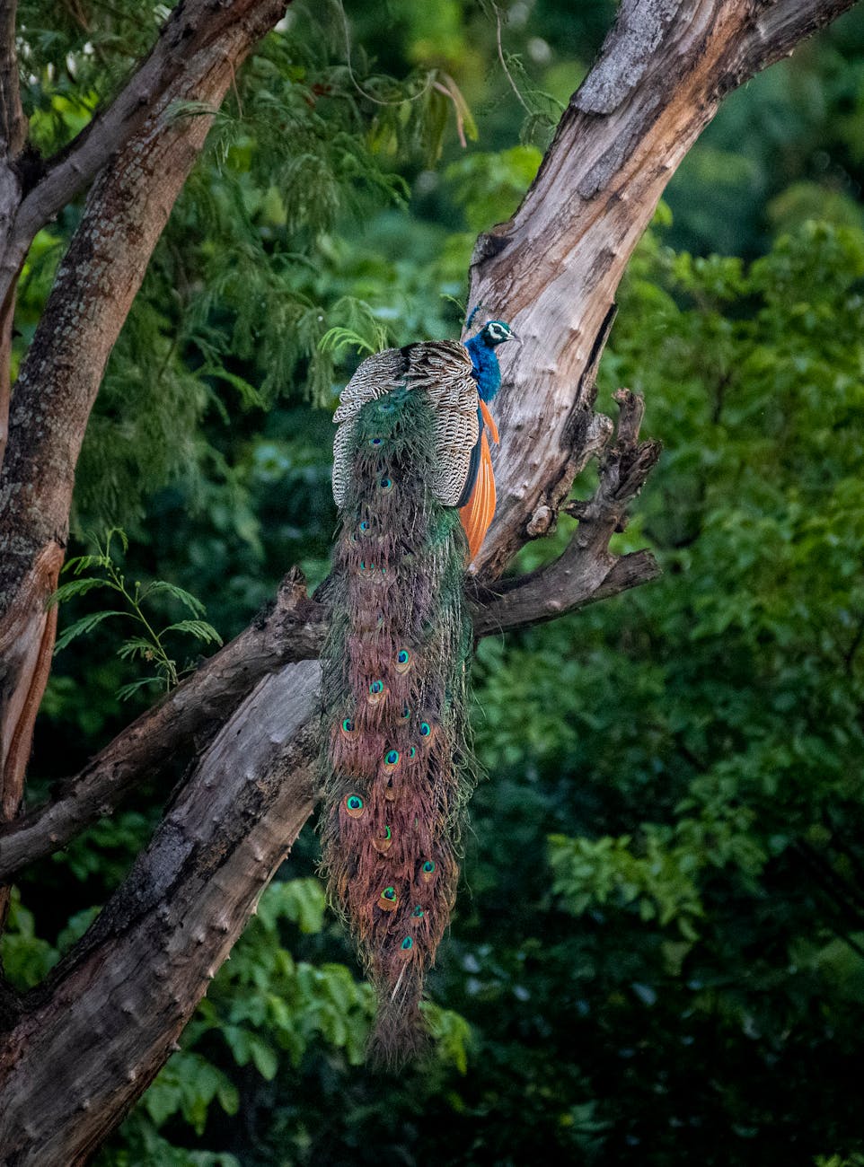 I just read an incredible article! A study in the UK found that by pumping extra COā into an oak forest, trees will be ‘woodier’ in the future. This is such exciting news!