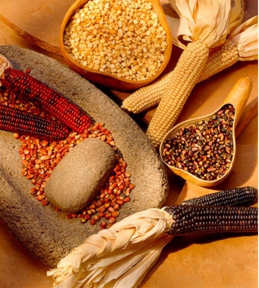 U.S Researchers & Tribal Partners Launch Project Supporting Native Food Traditions