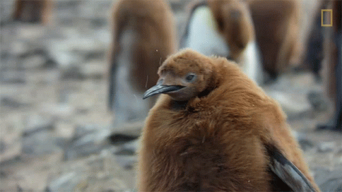 Australia Pesto Penguin in Melbourne Aquarium at 9-Months Old Weighs in at Amazing 21Kg