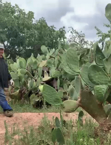 Australia QLD Two pot plants left behind 60 years ago turn into major cactus invasion in outback