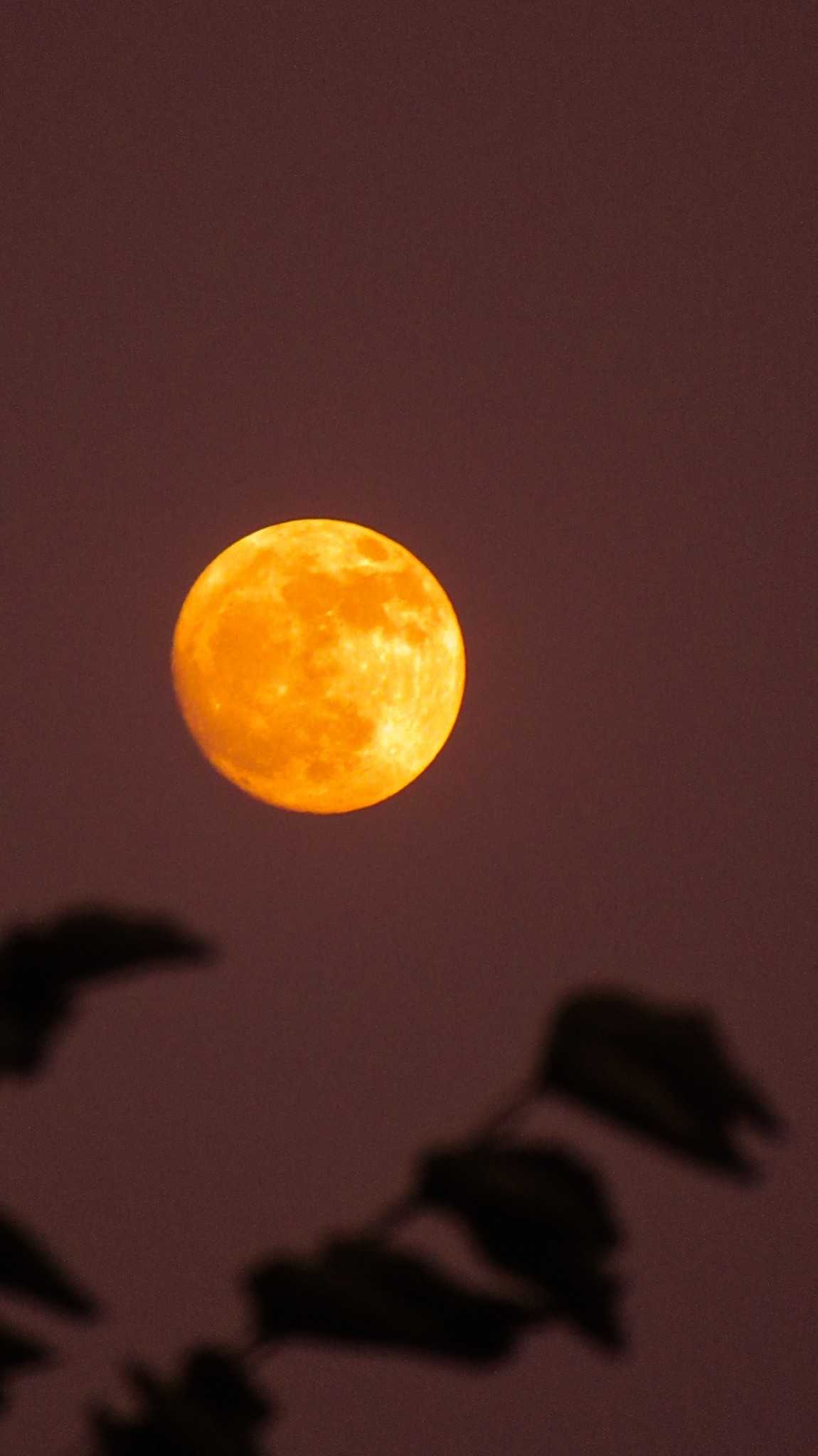 Egyptologists Reveals Messages Hidden in the Hieroglyphics of 3,000 – Year – Old – Obelisk