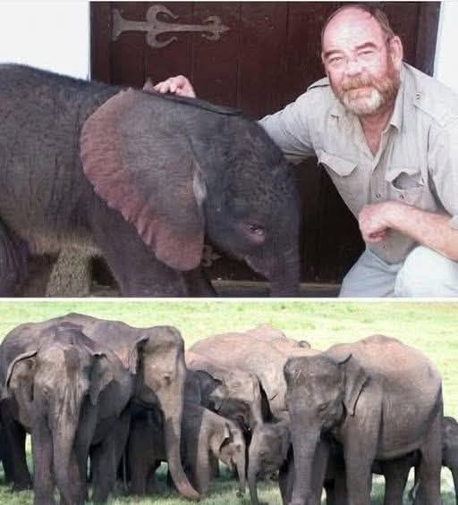 The Day of the Elephants 🐘 Grieved