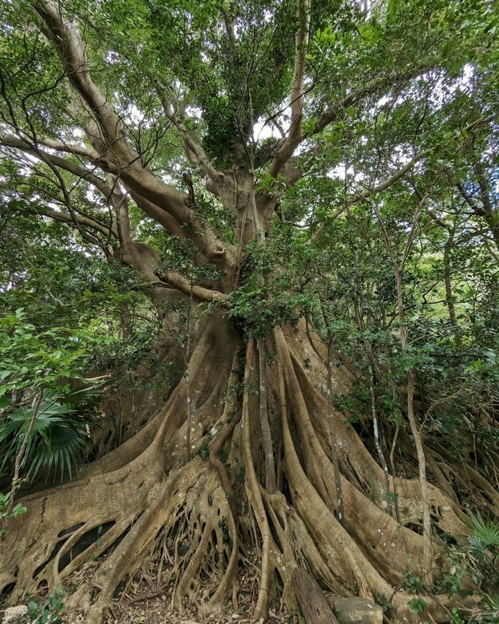 KINDNESS WISDOM&nbsp; CARING