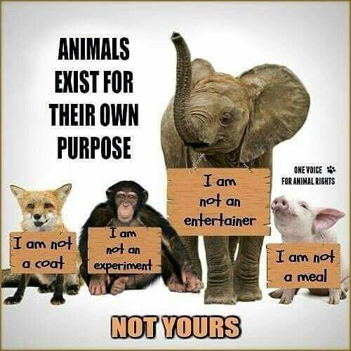 Plea for Animal Rights 🐕‍🦺🦧🐵🐯🐺🦁🐆🐅🐯🦓🦒🐑🫎🐖🦔🐁🐿🐇🦘🦨🦦🦥🐼🐻‍❄️🦃🦅🐓🦢