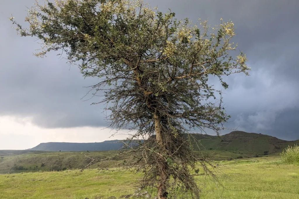 Ancient Literature Suggests India’s Savannas Are Much Older Than Previously Thought