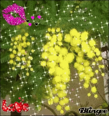 Australian Christmas in Full Bloom as Flora & Fauna Burst With Colour