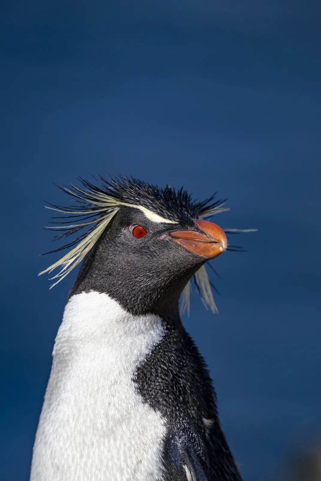 Will a Warming Climate Slow Down Rockhopper Penguins Athleticism?