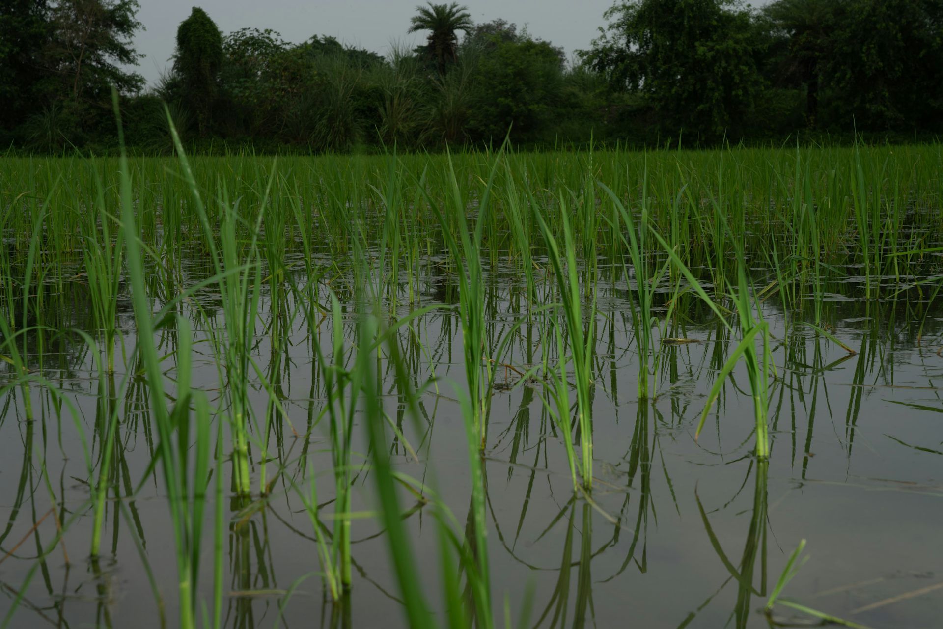 STORY: How I’m helping rice farmers in India harness the power of fungi in the&nbsp;soil