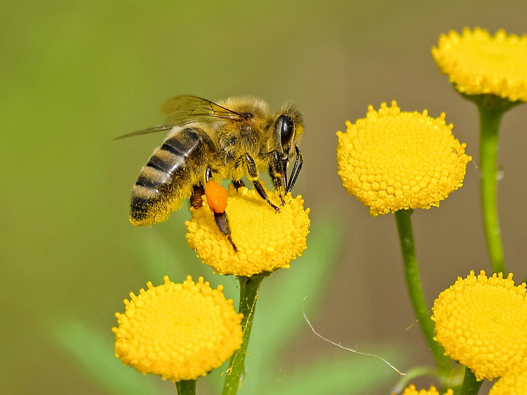 Honey-Making Stingless Bees in the Peruvian Amazon Become the First Insects to Gain Legal Rights